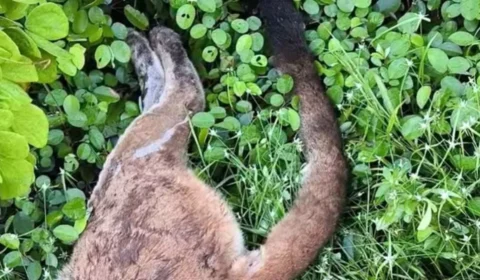 Onça-parda morre atropelada na BR-174 em área de travessia de animais silvestres no Amazonas