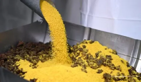 Boa Vista Junina 2025: maior paçoca de carne seca do mundo começa a ser preparada; veja o passo a passo