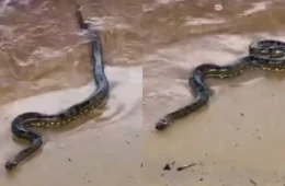 VÍDEO: sucuri surpreende banhistas durante ensaio fotográfico na praia da Ponta Negra: ‘atração da natureza’