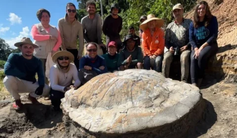 Fóssil de tartaruga gigante de 13 milhões de anos é descoberto no Acre por pesquisadores