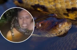 VÍDEO: Homem tenta capturar sucuri, mas animal se enrosca em seu pescoço