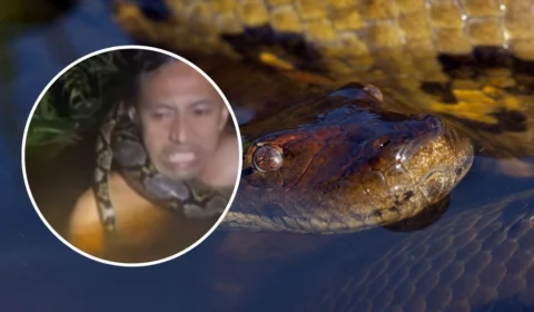 VÍDEO: Homem tenta capturar sucuri, mas animal se enrosca em seu pescoço