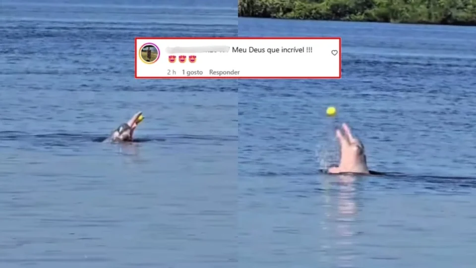 VÍDEO: Boto cor-de-rosa é flagrado brincando de bola em rio no Amazonas e viraliza nas redes