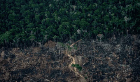 Justiça trava R$ 49 milhões de responsáveis por desmatamento na Amazônia