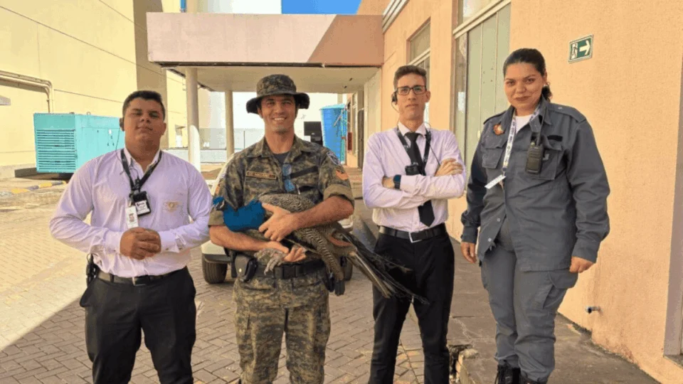 Pavão causa alvoroço ao ‘passear’ por shopping em Palmas