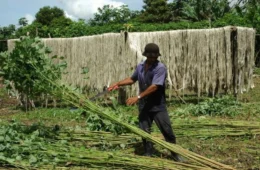 Você produz juta ou malva? Veja como garantir seu credenciamento em Manacapuru