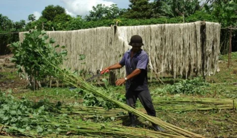 Você produz juta ou malva? Veja como garantir seu credenciamento em Manacapuru