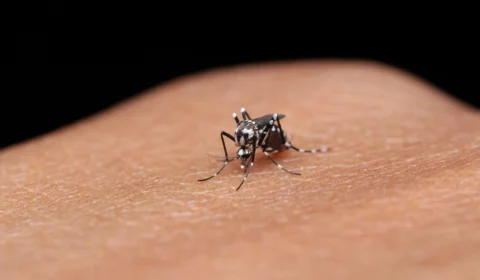 Acre registra 8,5 mil casos de dengue em 2025 e sobe bandeira de alerta no estado