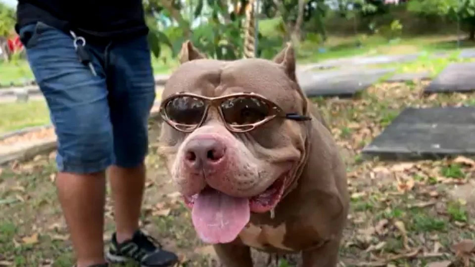 Pitbulls são mesmo perigosos? Caso em Manaus reacende debate sobre a raça