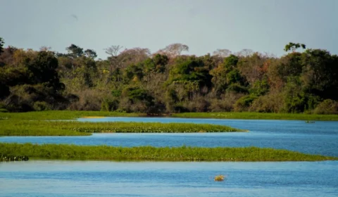 Produção de alimentos bate recorde em Rondônia enquanto desmatamento despenca
