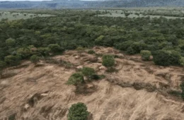 Brasil perde área maior que a Bolívia em 40 anos com destruição de vegetação nativa