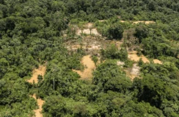 Dez municípios concentram 30% do desmatamento da Amazônia Legal; confira lista