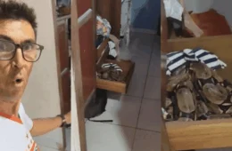 Família de Araguaína (TO) encontra serpente gigante no guarda-roupa da filha