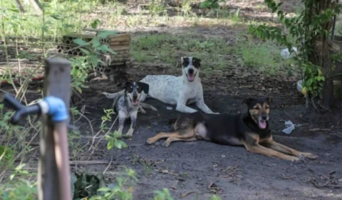 Animais resgatados em chácara recebem cuidados e aguardam adoção
