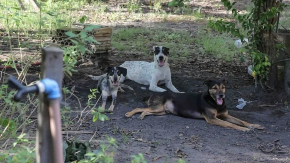 Animais resgatados em chácara recebem cuidados e aguardam adoção