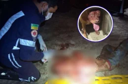 Ladrão invade casa e é atacado por pitbull em Boa Vista