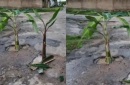Moradores plantam bananeiras em buracos para protestar contra falta de asfalto em Boa Vista