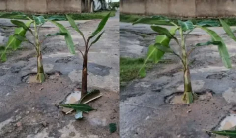 Moradores plantam bananeiras em buracos para protestar contra falta de asfalto em Boa Vista
