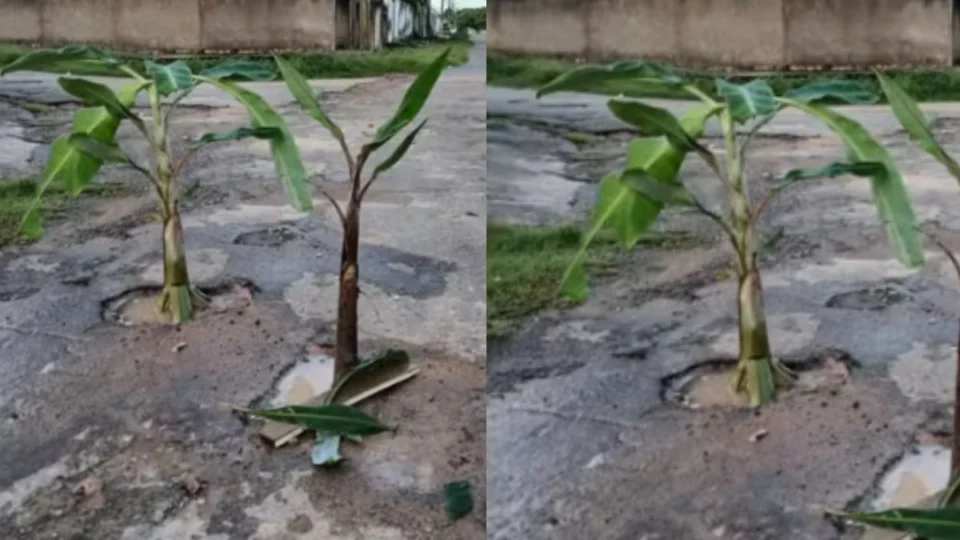 Moradores plantam bananeiras em buracos para protestar contra falta de asfalto em Boa Vista