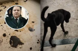 Policial militar é preso por cárcere privado e maus-tratos a mais de 60 animais em Boa Vista