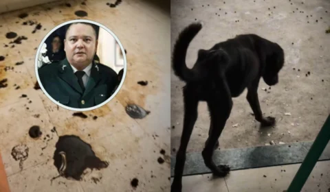 Policial militar é preso por cárcere privado e maus-tratos a mais de 60 animais em Boa Vista