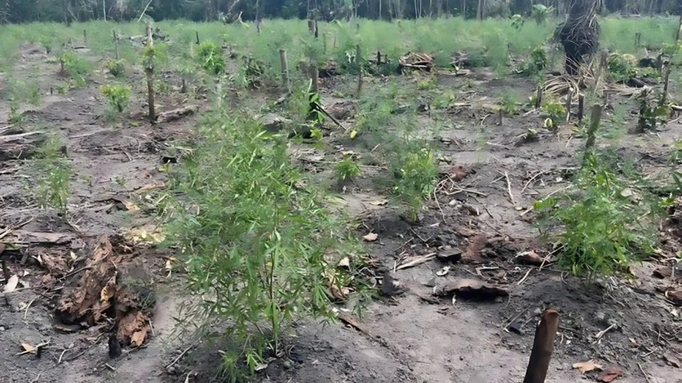 PF conclui Operação Alvorada Verde e destrói 8 mil pés de maconha no interior do Amazonas
