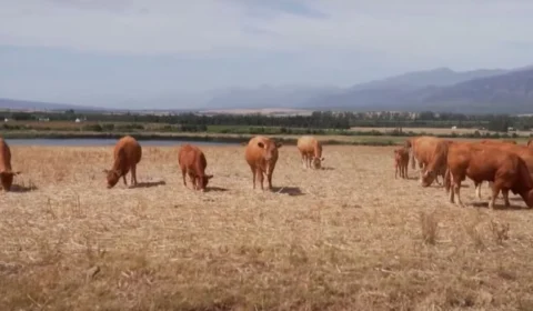 Tarifaço dos EUA vai afetar a região Norte? Veja quais são os estados mais impactados por medida econômica