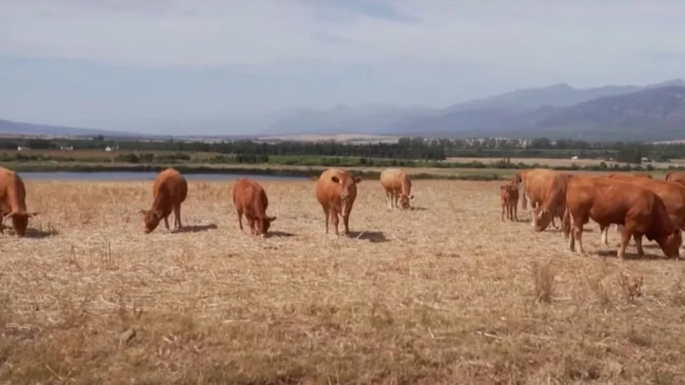 Tarifaço dos EUA vai afetar a região Norte? Veja quais são os estados mais impactados por medida econômica