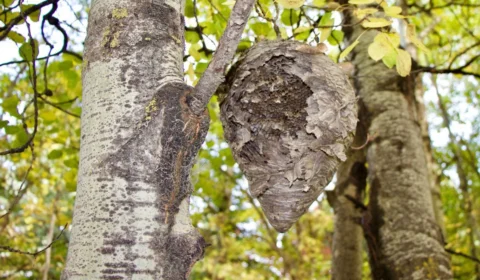 Ataques de abelhas aumentam em Roraima e superam todo o ano de 2024