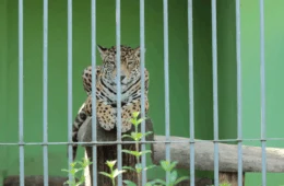 Reconhecimento nacional: Parque Chico Mendes no Acre recebe Selo Prata de turismo sustentável