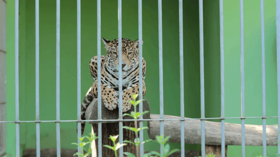 Reconhecimento nacional: Parque Chico Mendes no Acre recebe Selo Prata de turismo sustentável
