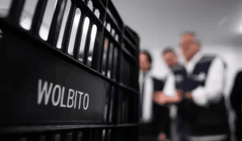 Tecnologia promete reduzir casos de dengue no DF e municípios goiano; entenda