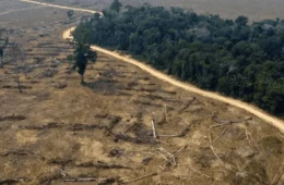 Soja, pastagens e mineração impulsionam perda histórica de floresta na Amazônia, aponta estudo