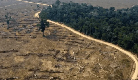 Soja, pastagens e mineração impulsionam perda histórica de floresta na Amazônia, aponta estudo