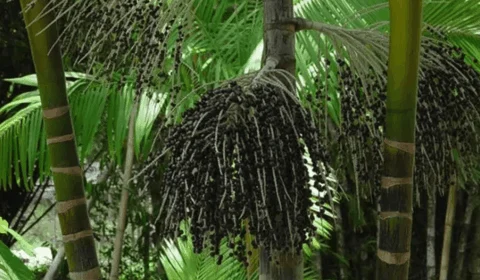 Açaí movimenta bilhões e destaca o Norte na economia florestal brasileira
