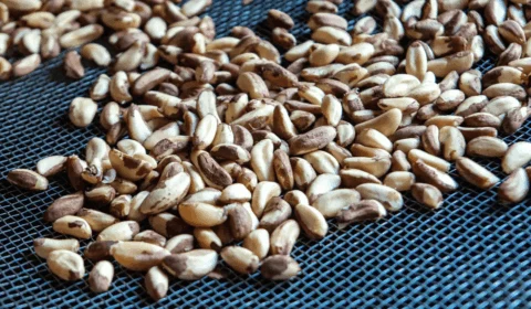 Acre movimenta R$ 115,8 milhões com extração vegetal em 2024 e fortalece cadeias da castanha, madeira e borracha