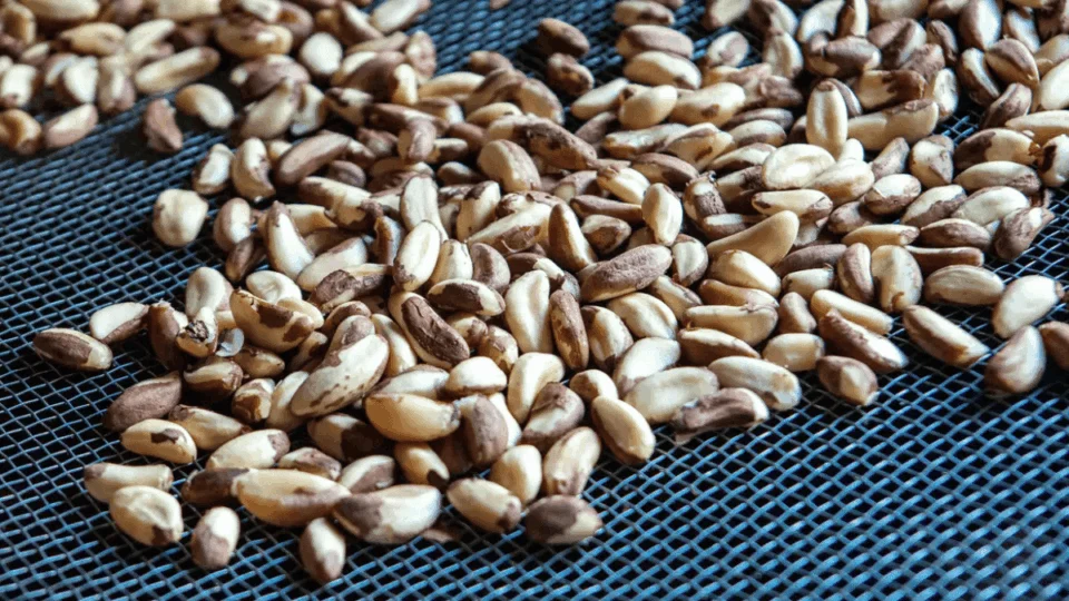 Acre movimenta R$ 115,8 milhões com extração vegetal em 2024 e fortalece cadeias da castanha, madeira e borracha