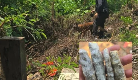 PM apreende maconha em terreno de residência após denúncia em Cacoal