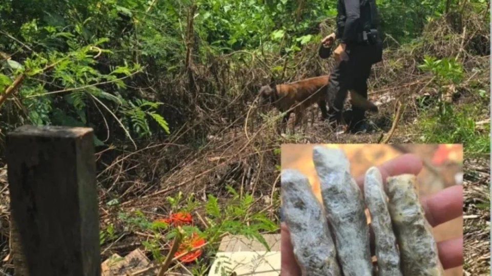 PM apreende maconha em terreno de residência após denúncia em Cacoal