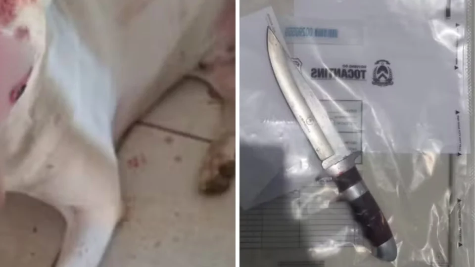Homem é preso por esfaquear cachorro em Palmas (TO); veja os detalhes