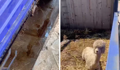 Cargas com lhamas e alimentos estão paradas há duas semanas na fronteira do Acre com Peru e Bolívia