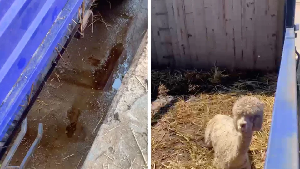 Cargas com lhamas e alimentos estão paradas há duas semanas na fronteira do Acre com Peru e Bolívia