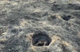 Tamanduá tenta se esconder de incêndio no Acre, mas não resiste às chamas