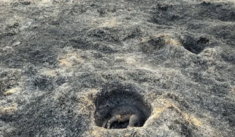 Tamanduá tenta se esconder de incêndio no Acre, mas não resiste às chamas