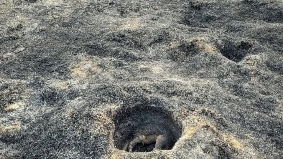 Tamanduá tenta se esconder de incêndio no Acre, mas não resiste às chamas