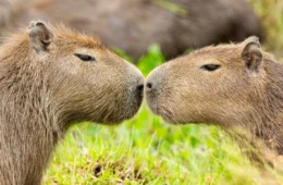 Dia da Capivara celebra relação do maior roedor do mundo com a cultura brasileira e com o Acre