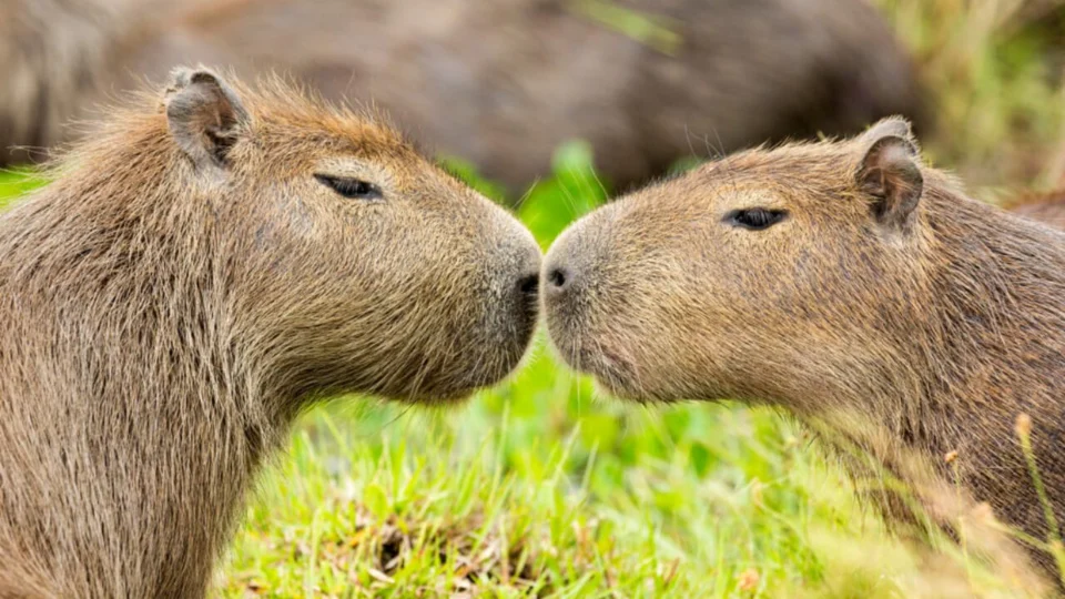 Dia da Capivara celebra relação do maior roedor do mundo com a cultura brasileira e com o Acre