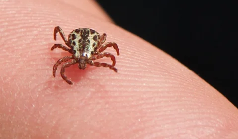Estudo inédito registra nova espécie de carrapato no Acre e revela risco potencial de doenças