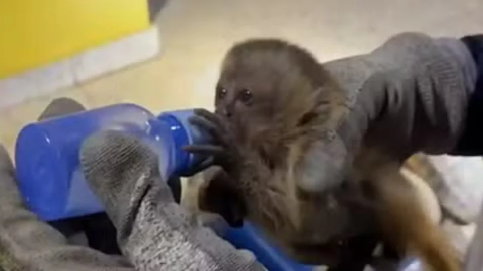 Mais de 100 animais são salvos de transporte ilegal após perseguição policial; confira