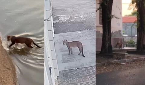 VÍDEO: Onça-parda circula pelo Centro de Boa Vista